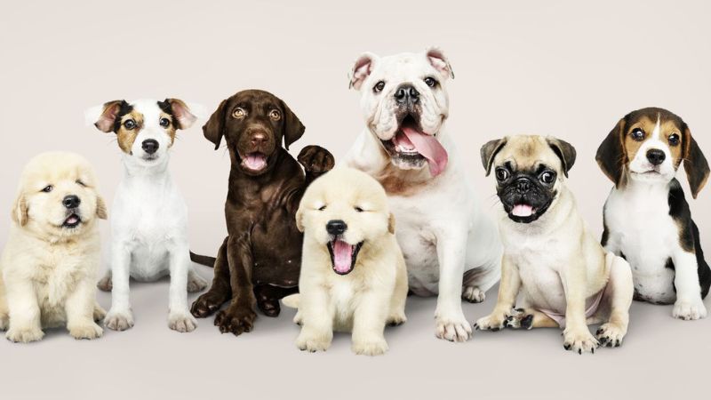 10 Best & Popular Dog Breeds in the United States
