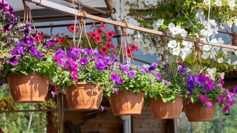 10 Easy-to-Grow Flowers to Enhance Your Home Garden