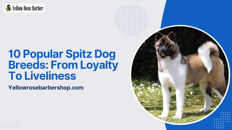 10 Popular Spitz Dog Breeds: From Loyalty to Liveliness