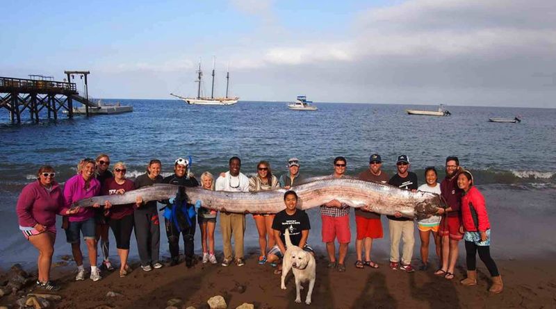 18-Foot Sea Monster Discovered Off Southern California's Coast
