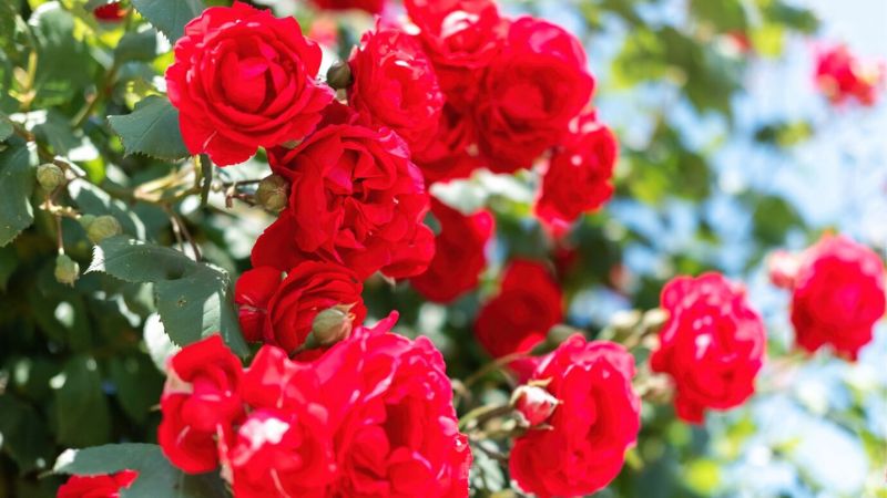 6 Gorgeous Roses in California