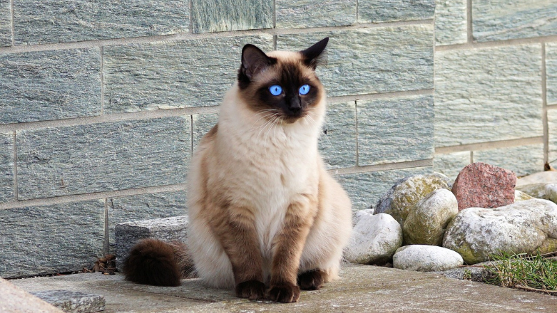 7 Enchanting Siamese Cats and Kittens That Will Captivate Your Heart