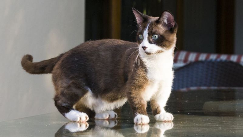 9 of the Smallest Cat Breeds That Stay Little