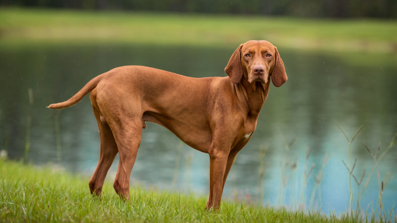 Discover These 7 Popular Brown Dog Breeds