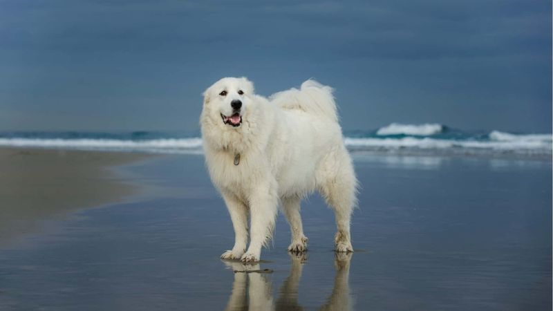 Exploring the 8 Characteristics of Large, White, Fluffy Dog Breeds