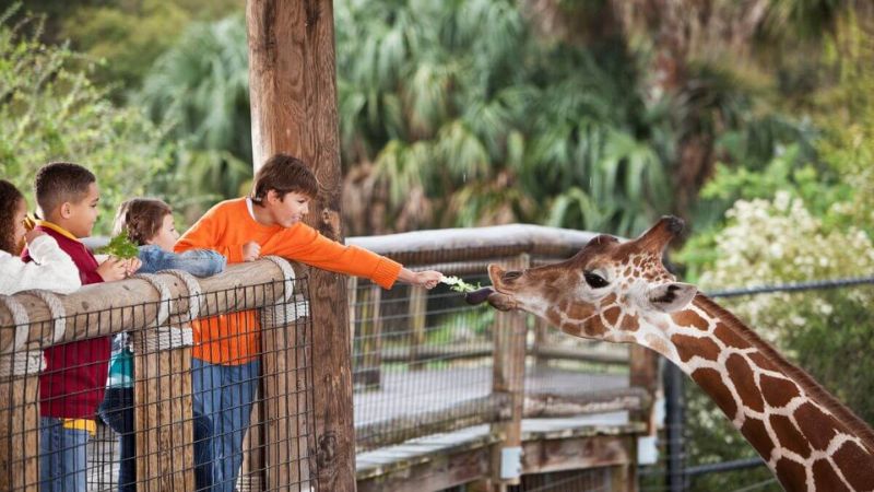 Exploring the Top-Rated Zoos in the United States: A Wildlife Adventure
