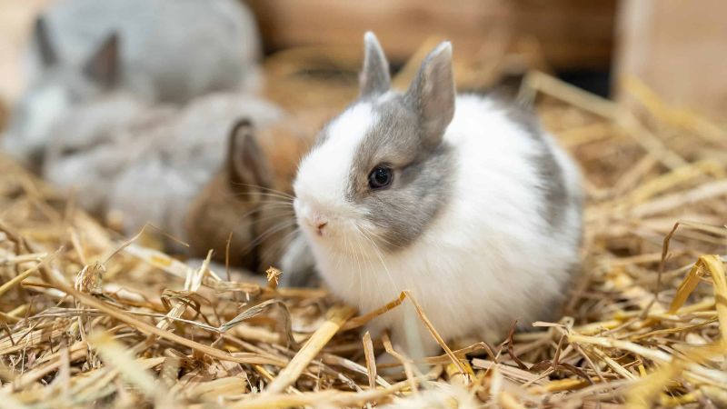 Netherlands Dwarf Rabbits 8 Steps to a Happy and Healthy Companion