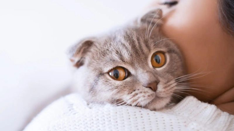 The Top 10 Cat Breeds And Their Caring Tips