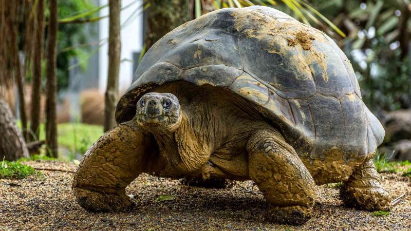 Top 10 Longest-Living Animals on Earth
