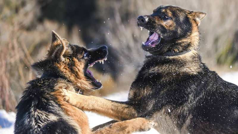 Top 10 Mean and Aggressive Dog Breeds Understanding Behavior and Prevention