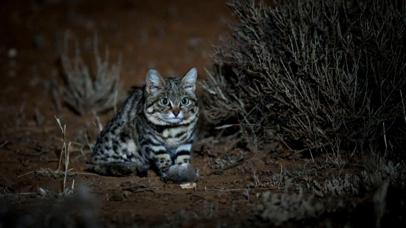 Top 8 Deadliest Cats Exploring the Predatory Nature (1)