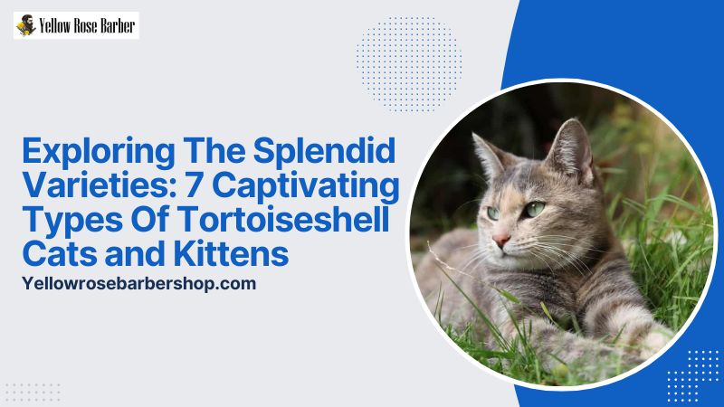Exploring the Splendid Varieties: 7 Captivating Types of Tortoiseshell Cats and Kittens
