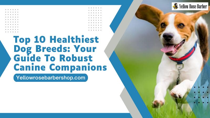 Top 10 Healthiest Dog Breeds: Your Guide to Robust Canine Companions