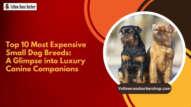 Top 10 Most Expensive Small Dog Breeds: A Glimpse into Luxury Canine Companions