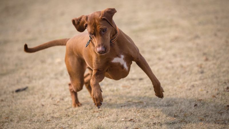 10 Best Dog Breeds with Unique Tail Characteristics