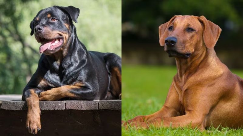 10 Key Differences Between Rottweiler and Rhodesian Ridgeback