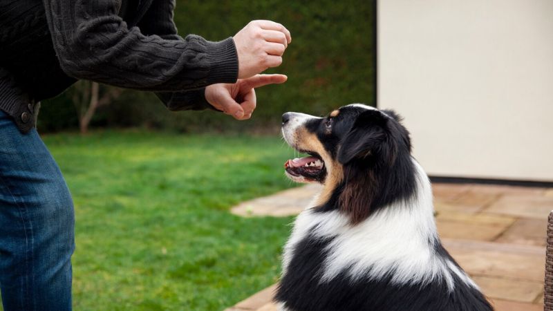 10 Most Barking Dog Breeds Unmasking Canine Chatterboxes