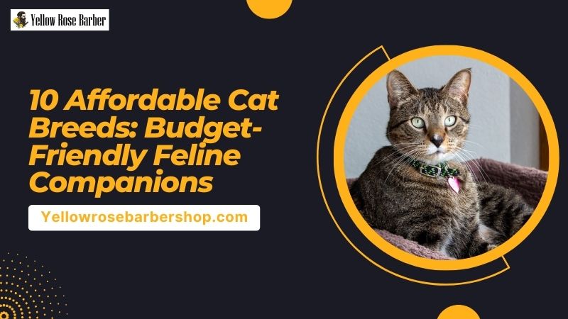 10 Affordable Cat Breeds: Budget-Friendly Feline Companions