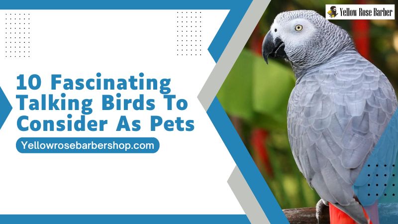 10 Fascinating Talking Birds to Consider as Pets
