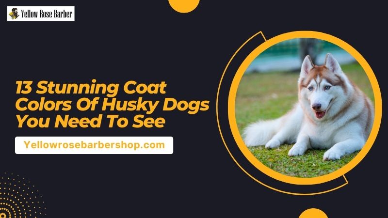 13 Stunning Coat Colors of Husky Dogs You Need to See