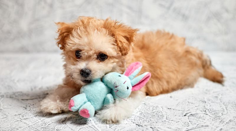 18 Best Toy Dog Breeds Mini Marvels You Can Own