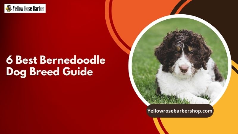 6 Best Bernedoodle Dog Breed Guide