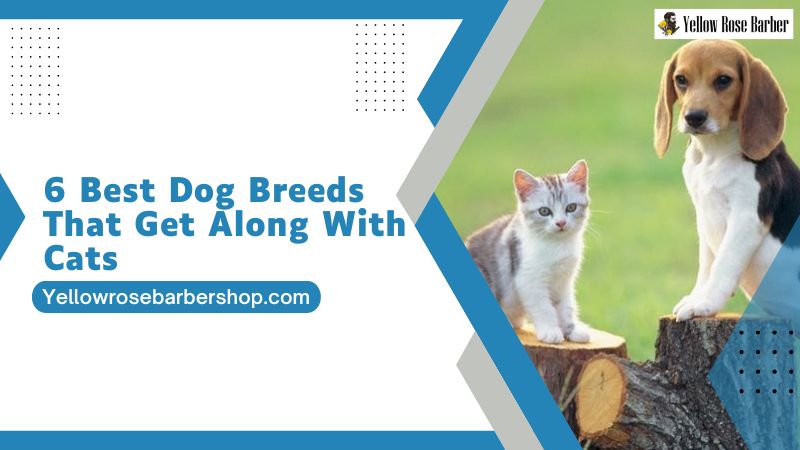 6 Best Dog Breeds That Get Along With Cats