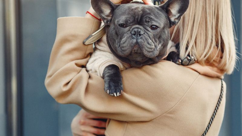 7 Fascinating Facts About French Bulldogs You Must Know