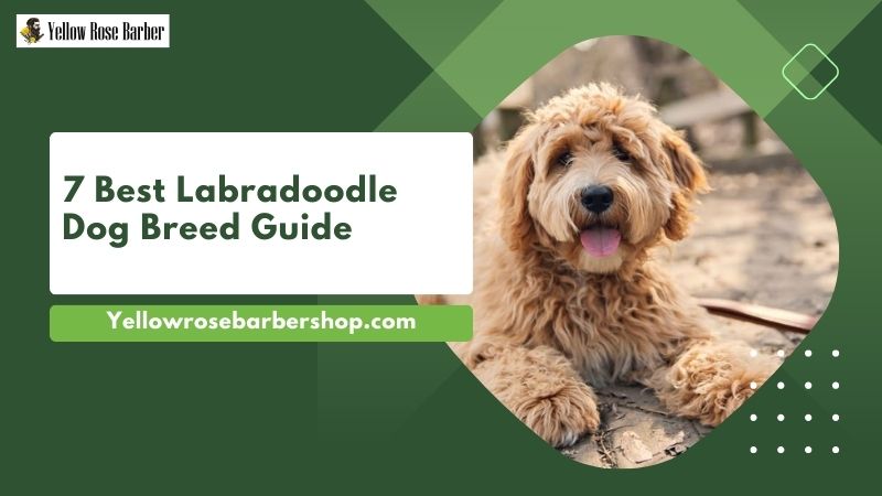 7 Best Labradoodle Dog Breed Guide
