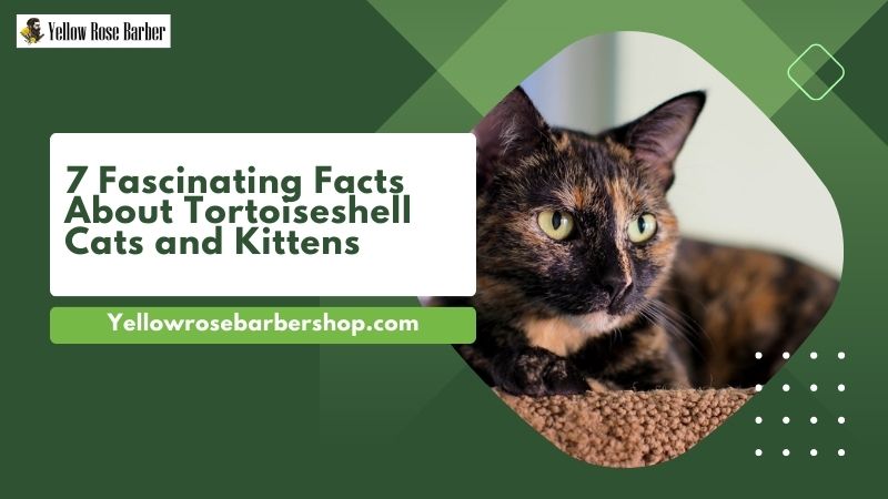 7 Fascinating Facts About Tortoiseshell Cats and Kittens