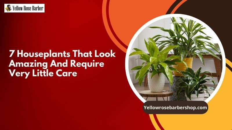 7 Houseplants That Look Amazing and Require Very Little Care