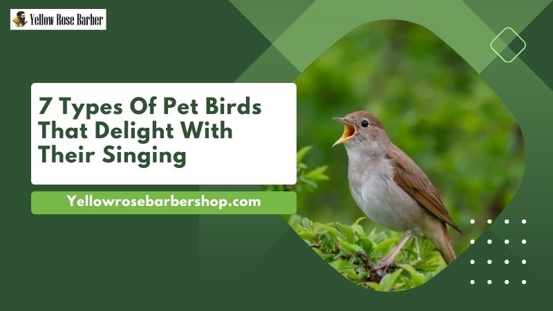 7 Types of Pet Birds That Delight with Their Singing