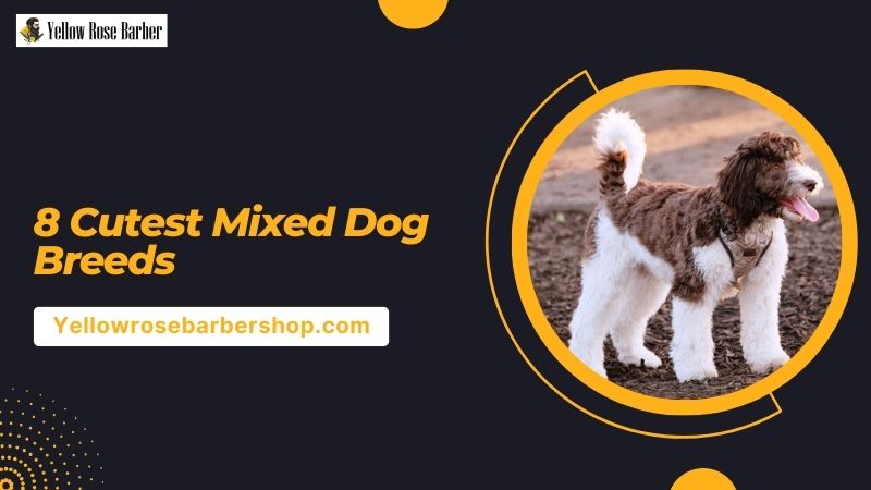8 Cutest Mixed Dog Breeds