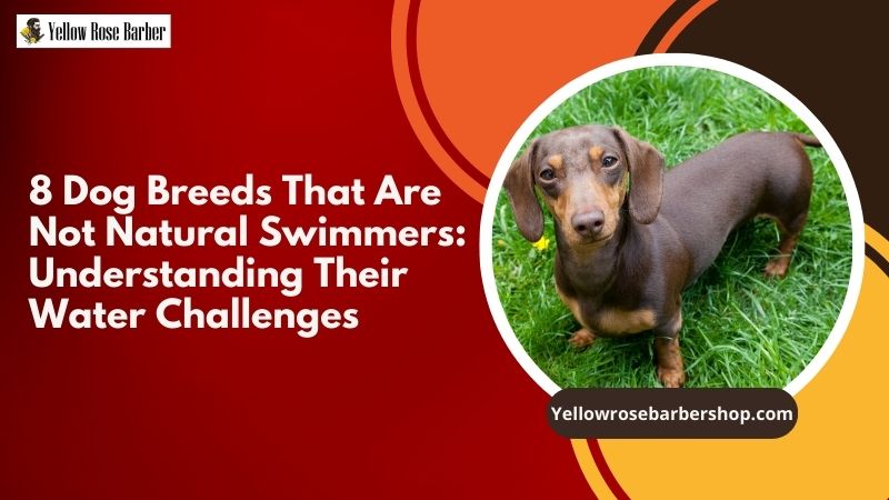 8 Dog Breeds That Are Not Natural Swimmers: Understanding Their Water Challenges