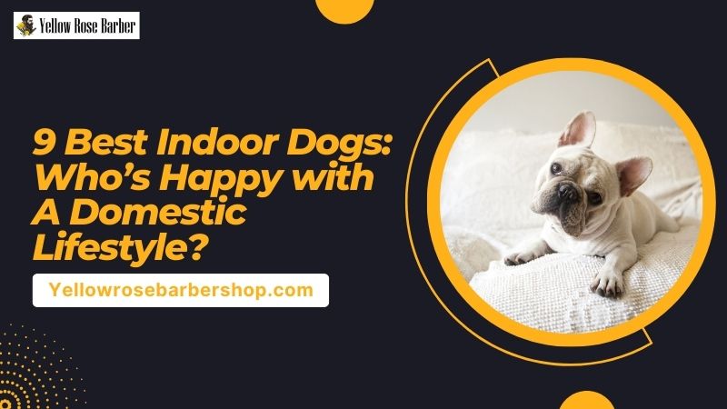 9 Best Indoor Dogs: Who’s Happy with a Domestic Lifestyle?