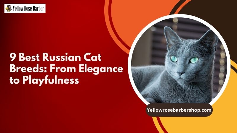 9 Best Russian Cat Breeds: From Elegance to Playfulness