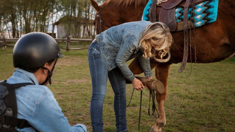 A Comprehensive Guide On Horse Care For Beginners