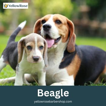 Beagle 