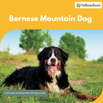 Bernese Mountain Dog 