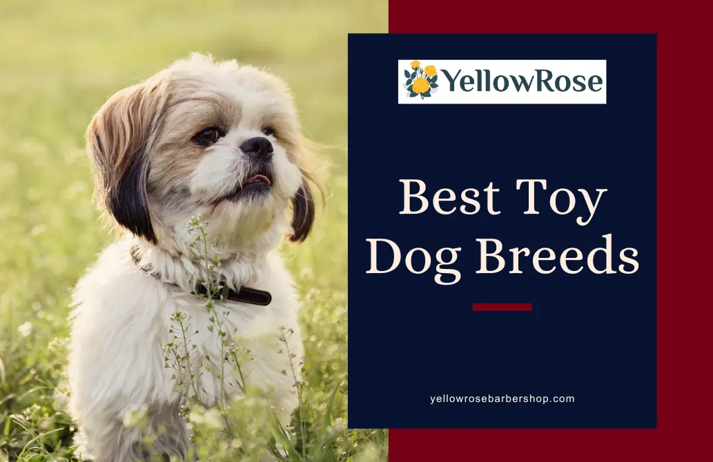 Best Toy Dog Breeds