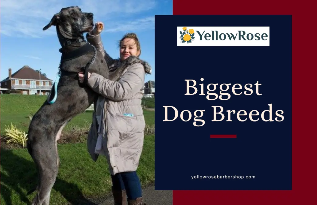 Biggest Dog Breeds