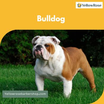 Bulldog 