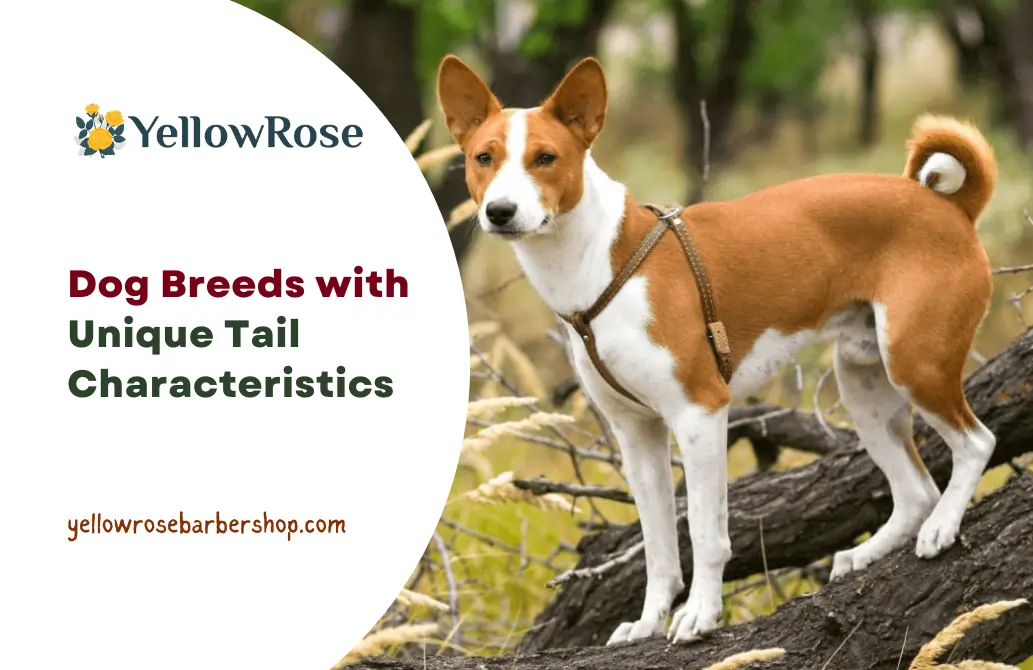 Dog Breeds with Unique Tail Characteristics