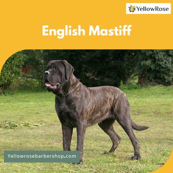 English Mastiff 