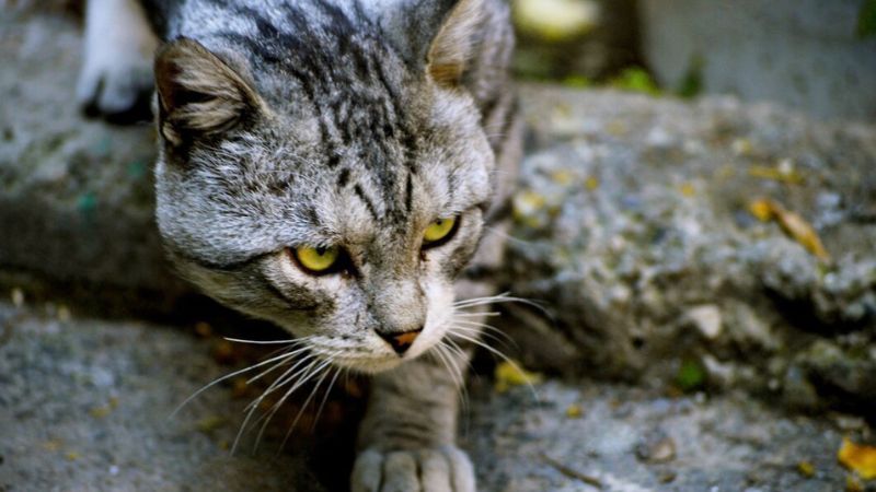 Exploring Top 10 Largest Cat Breeds Paws and Wonders