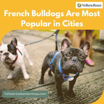 French Bulldogs Are Most Popular in Cities