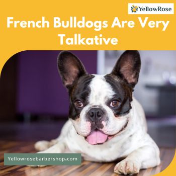 French Bulldogs Are Very Talkative