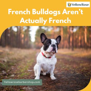 French Bulldogs Aren’t Actually French