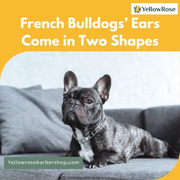 French Bulldogs’ Ears Come in Two Shapes