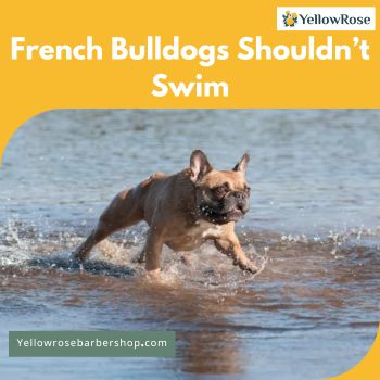 French Bulldogs Shouldn’t Swim